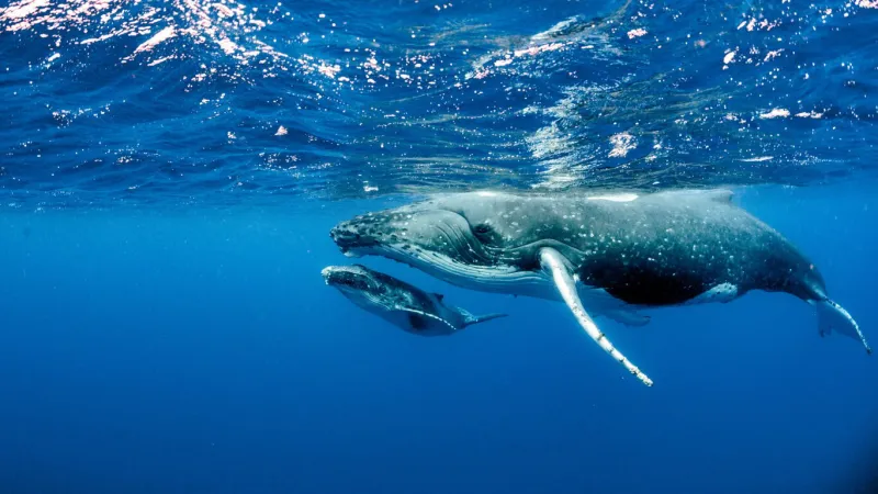 a beautiful underwater shot of two humpback whales swimming near the surface