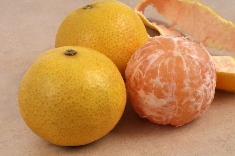 whole tangelolos and peeled tangelolo with its peel in the background in closeup