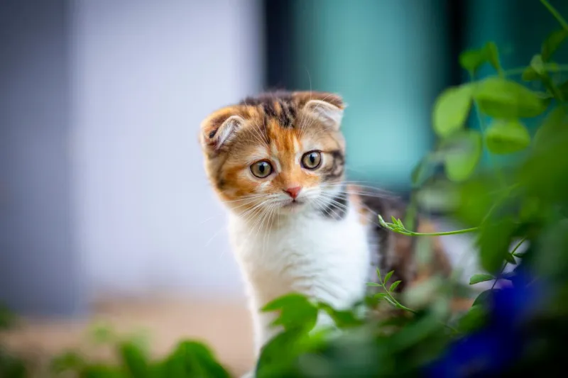 white calico tricolor cat walking on lawn scottish fold cat looking camera on green background white cat with copy space