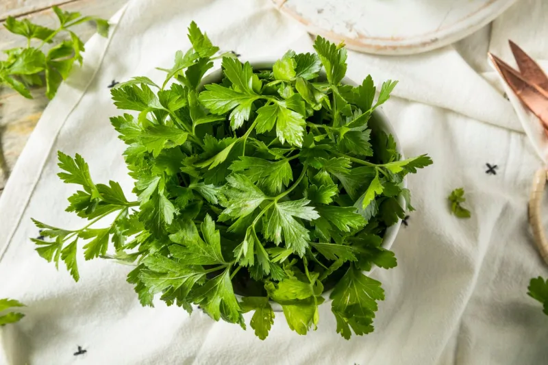 raw green organic italian flat leaf parsley in a bowl