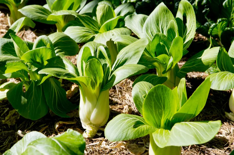 bok choy plants growing in vegetable garden