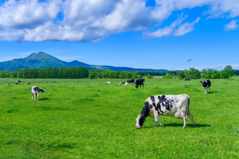 mt musadake and holstein grazing scenery in nakashibetsu town, hokkaido