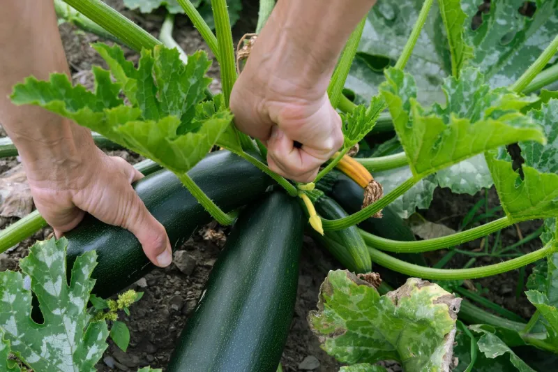 hand picking zucchini concept vegetables
