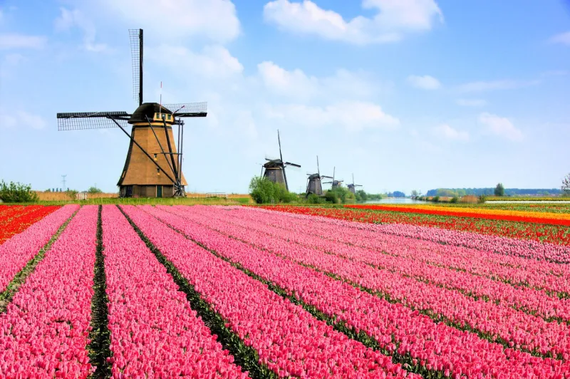 classic dutch windmills behind rows of pink tulip flowers, netherlands