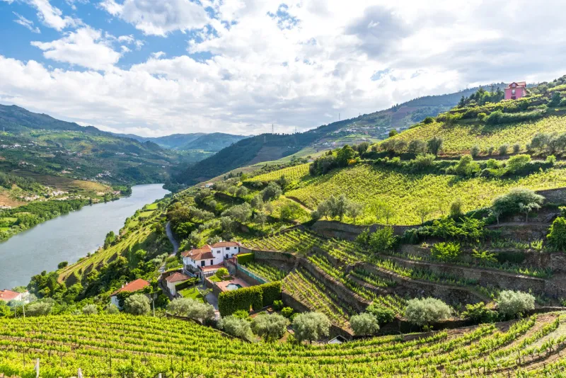 beautiful landscape of the douro river region in portugal - vineyards