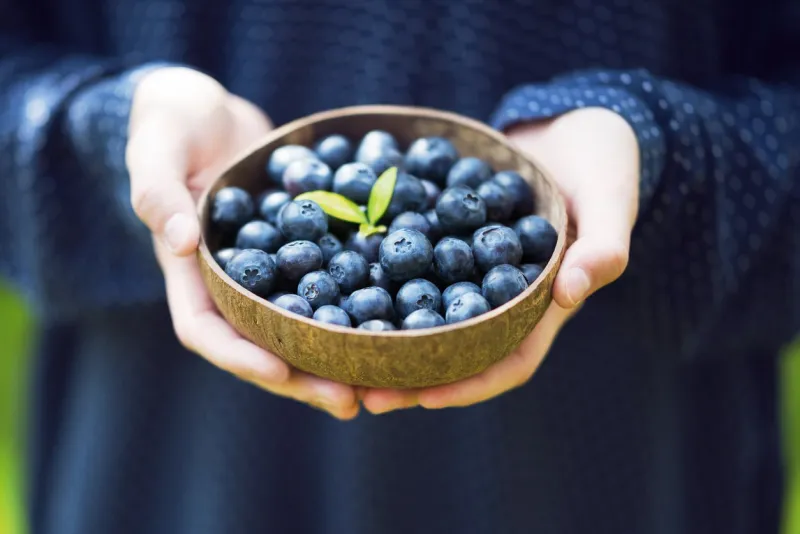 young girl’s hands holding a bowl with fresh ripe blueberries harvest of summer berries vegan lifestyle and healthy eating concept soft selective focus