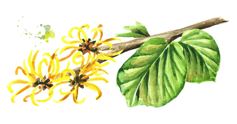 blossoming branch of a witch hazel with leaves and flowers, medicinal plant hamamelis watercolor hand drawn illustration, isolated on white background