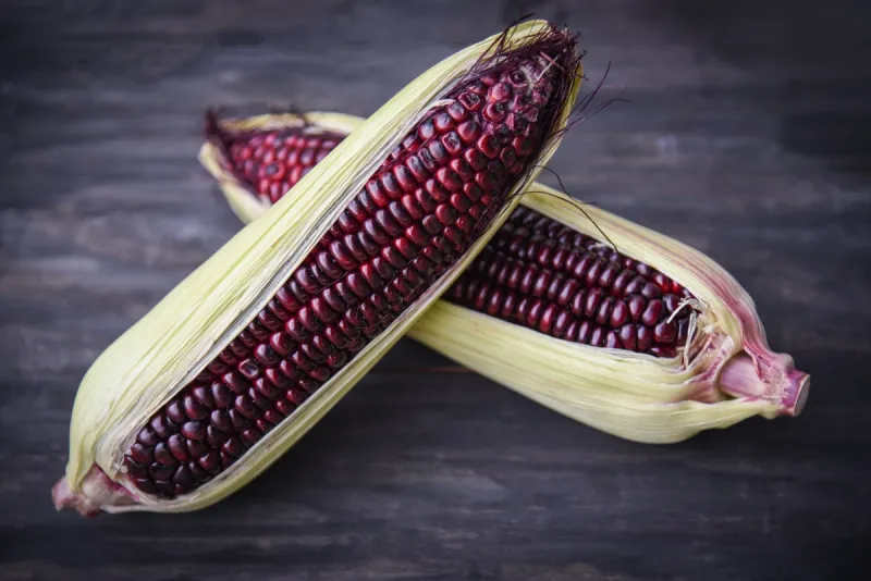 purple corn fresh on cob on wooden dark background   siam ruby queen or sweet red corn - selective focus