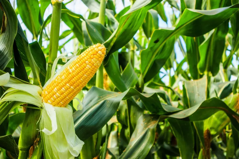 corn cob with green leaves growth in agriculture field outdoor