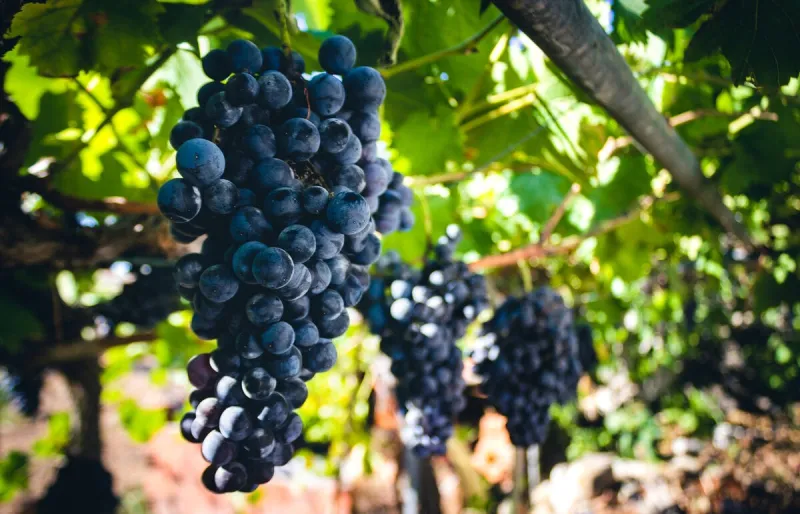 black grapes hanging on the vine in algarve