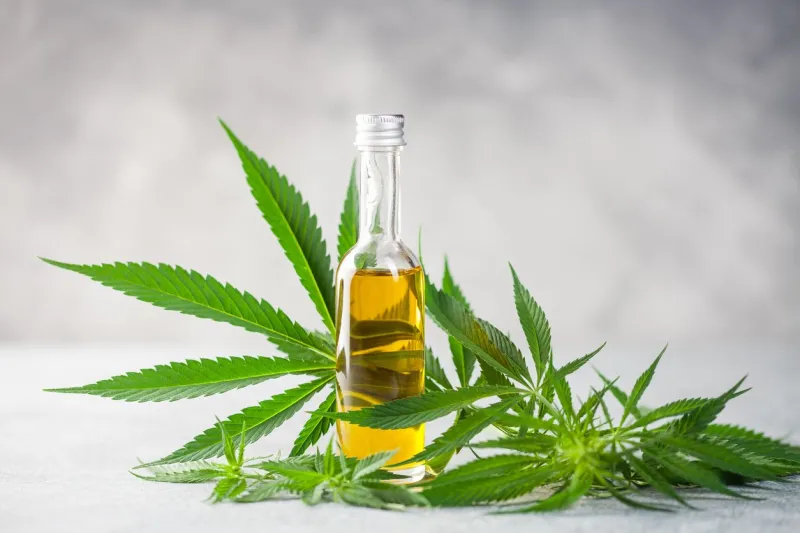 oil and leaves of hemp on a gray background