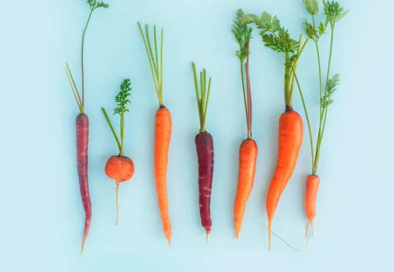 carrots of different shapes, colors and sizes on a blue background, top view diversity concept