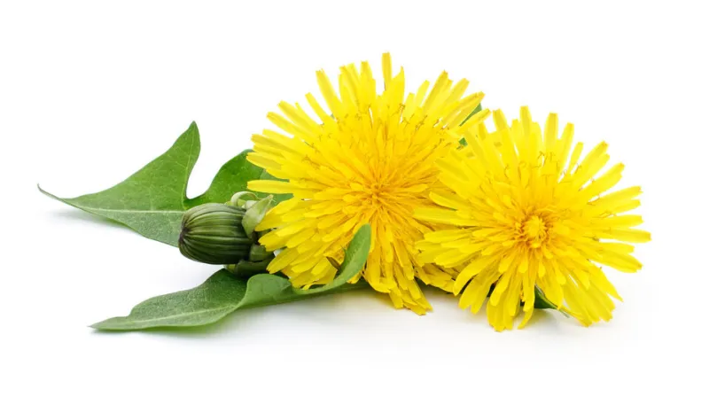 two dandelions with leaves isolated on white background
