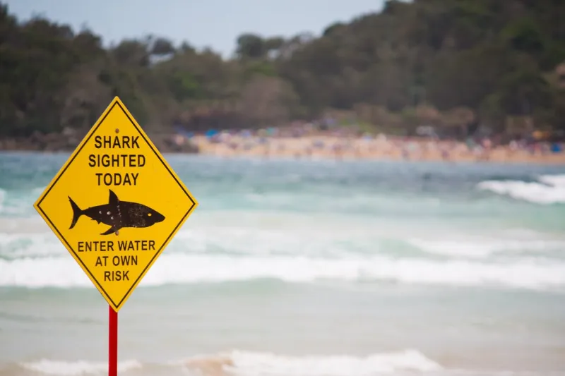 a yellow shark warning sign ahead of the waves at the beach