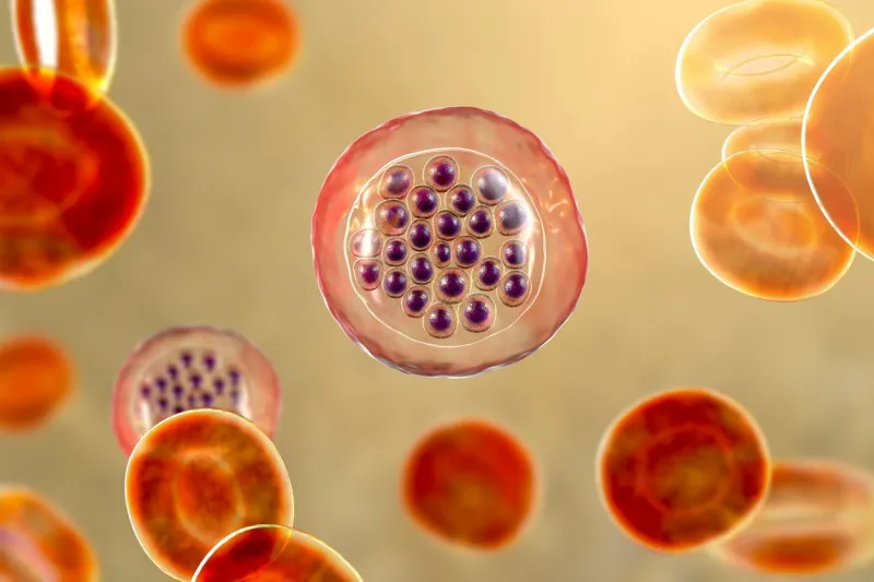 the malaria-infected red blood cells 3d illustration showing malaria parasite plasmodium falciparum in schizont stage inside red blood cells, the causative agent of tropical malaria