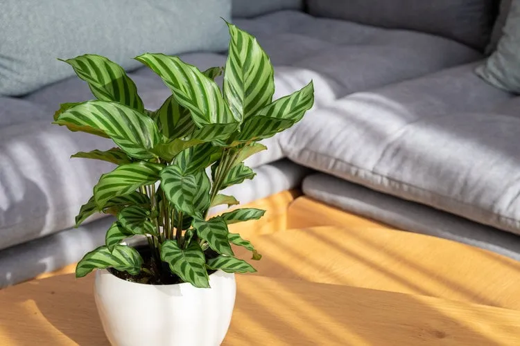 calathea freddie (calathea concinna) plant in modern interior house