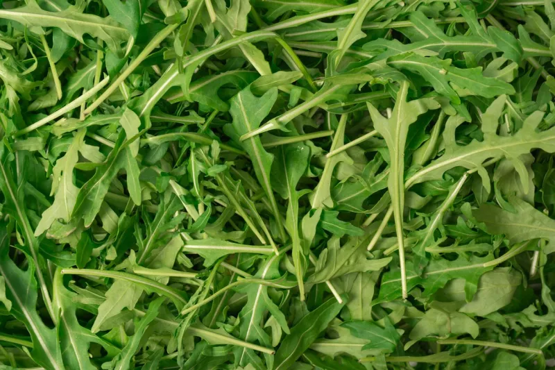 fresh leaves of arugula as a background top view healthy food