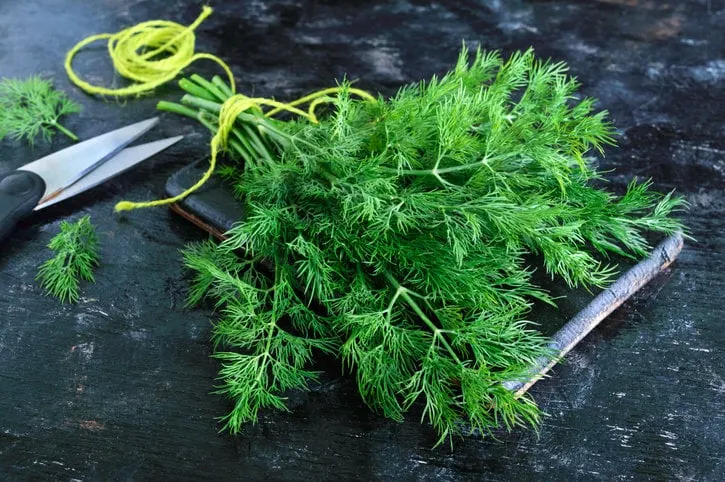 a bunch of fresh organic dill on a black vintage rustic background, tied with green twine and kitchen scissors freshly cut greens