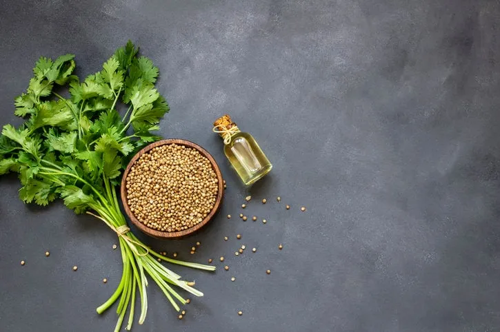 glass bottle of coriander essential oil with coriander powder and fresh cilantro leaves on rustic table, aromatherapy massage oil concept ( coriandrum sativum )