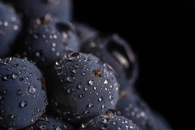dark bunch of grape in low light on black isolated background