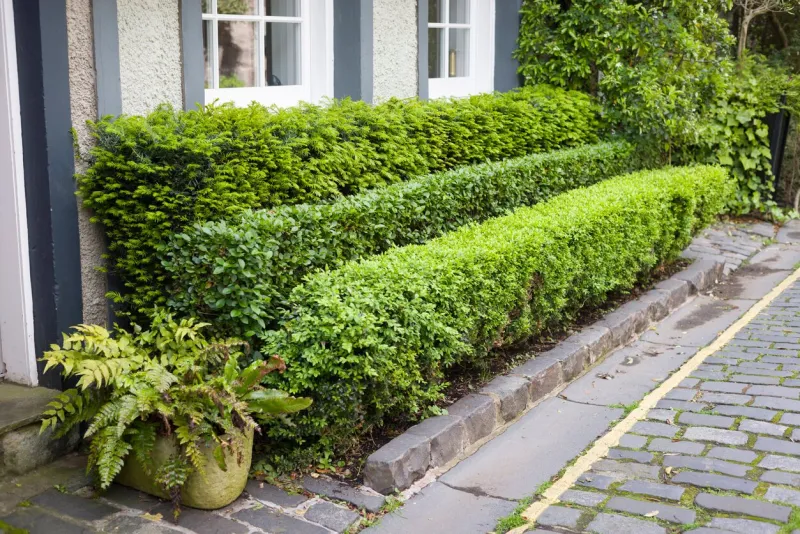 formal clipped hedges of buxus, privet and conifer outside a cottage in the historic centre of edinburgh, uk