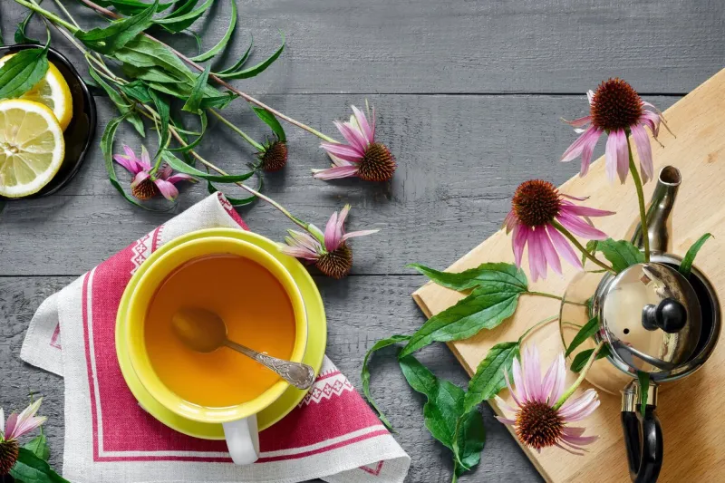 echinacea is a valuable medicinal plant with immunostimulating effect next in a cup of herbal tea with echinacea