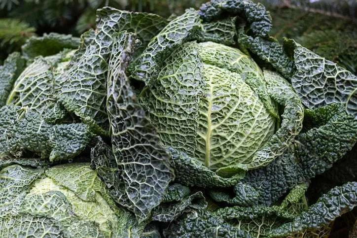 background of raw savoy cabbage, green leafy vegetable for healthy eating, close-up