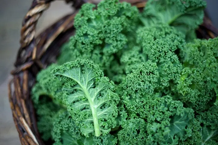 kale green cabbage in rustic basket on daylight winter vegetables