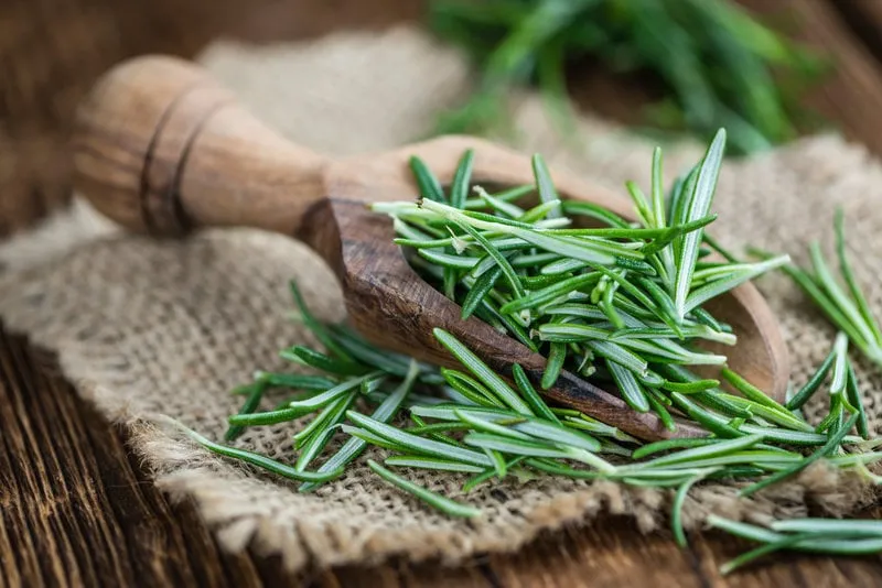 some fresh rosemary (close-up shot, selective focus) on vintage wooden background