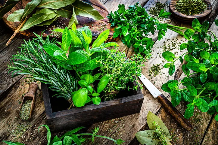 fresh scented organic herbs for cooking shot on rustic kitchen table