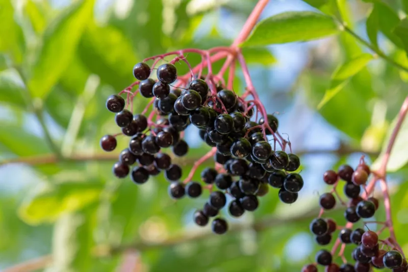 berries of sambucus nigra (black elderberry) - isolated fruit cluster hanging from a tree, clamart, france