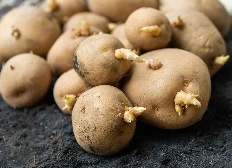seed potatoes on the ground