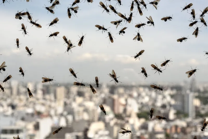 plague of ants through a glass