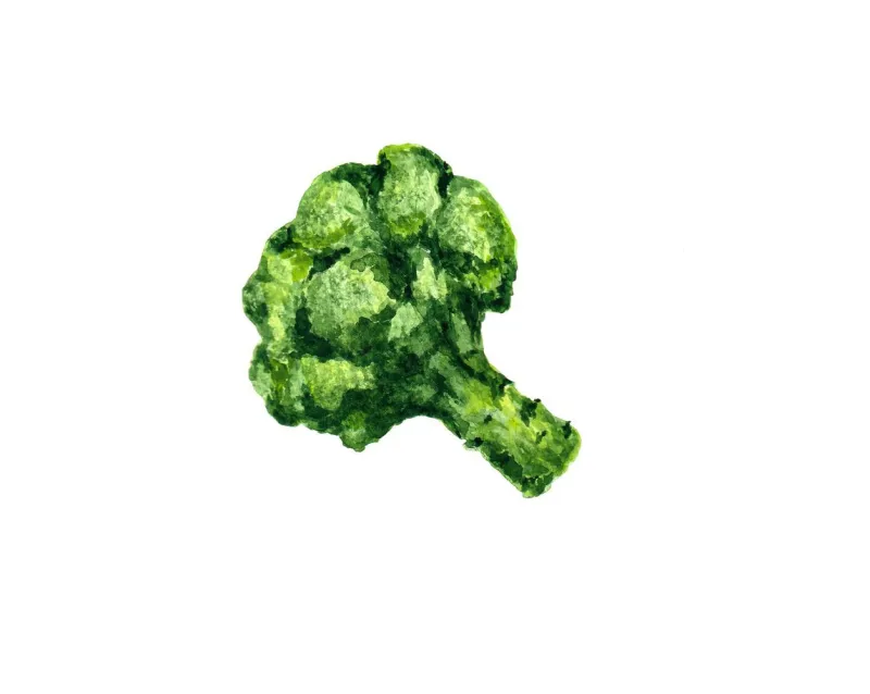branch of green broccoli watercolour drawing on a white background broccoli aquarelle drawing