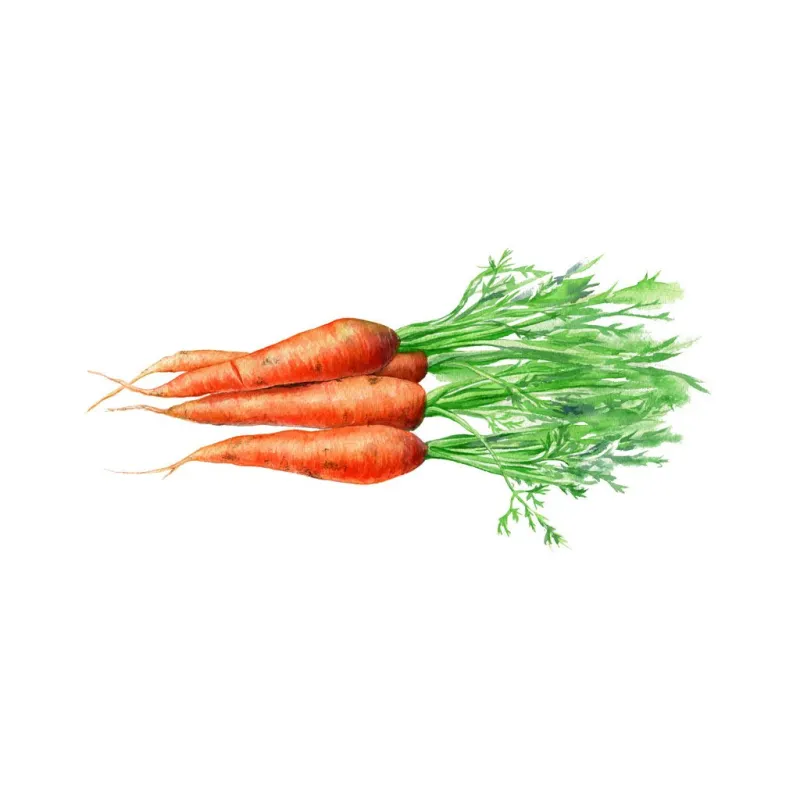 carrots hand drawn watercolor can be used as a greeting card for background, birthday, mother's day and so on romantic background for web pages, wedding invitations