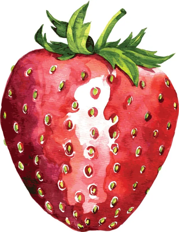 watercolor drawing strawberry, hand drawn vector illustration
