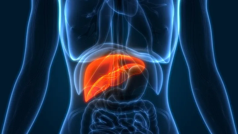3d illustration of human liver anatomy