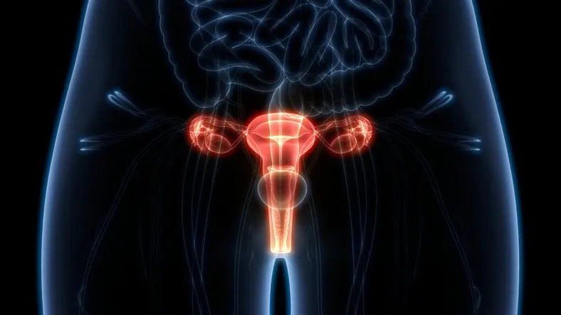 3d illustration of female reproductive system anatomy