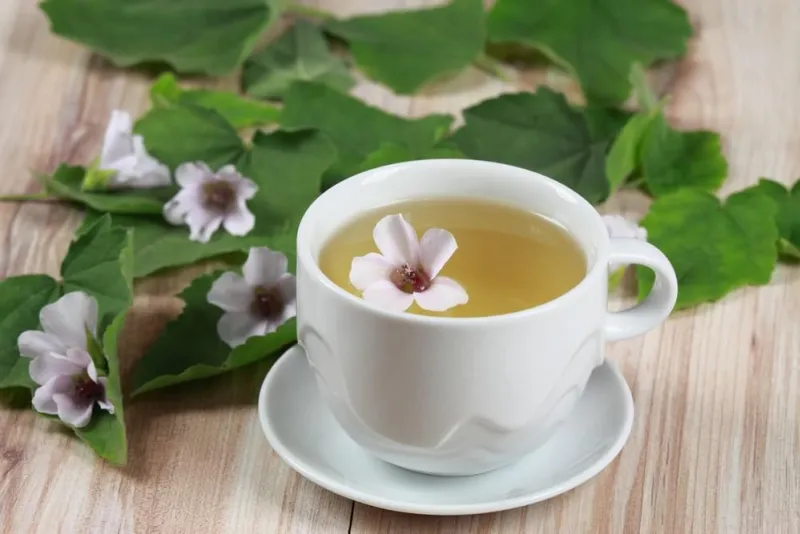tisane de guimauve