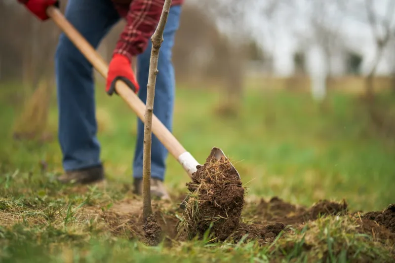 close up of gardener planting tree, digging with spade male peasant wearing blue jeans and plaid shirt taking care of plants in orchard in spring, concept of plants growing
