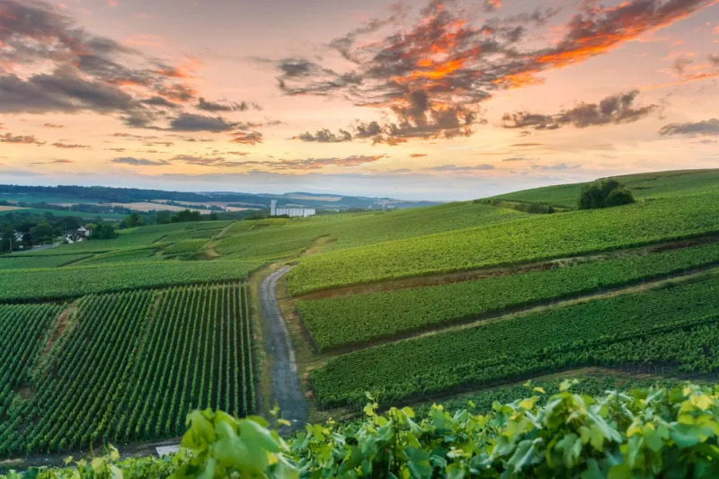 champagne vineyards at sunset montagne de reims, france