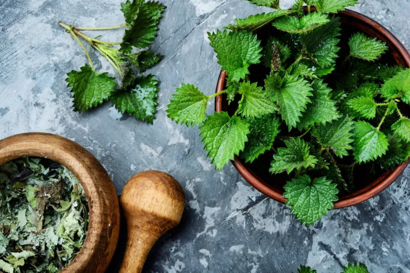 fresh stinging nettle leavesbowls with fresh nettle leaves