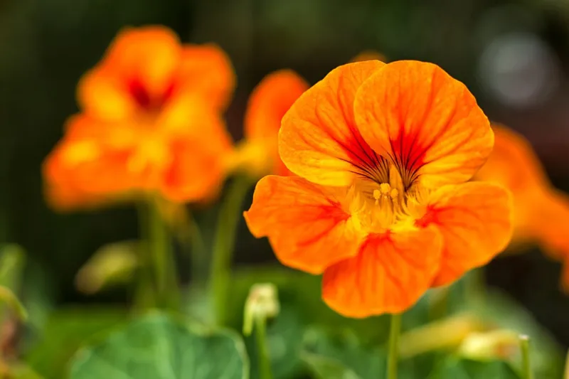 nasturtium or tropaeolum edible flower closeup