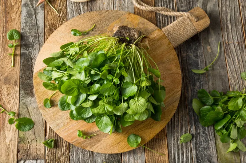 raw green organic living water cress ready to eat