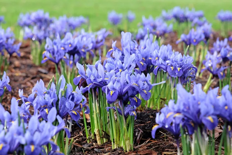 dark blue iris reticulata 'harmony' in flower