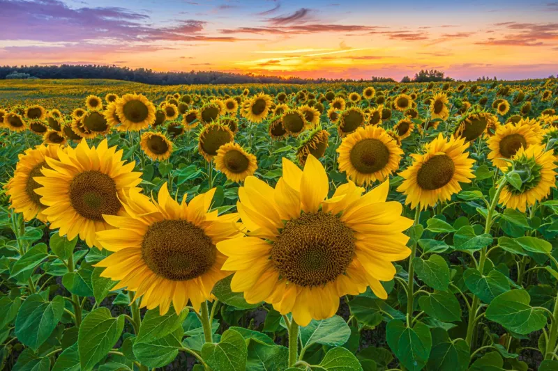 large flowers of sunflowers in the foreground of a field with many crops of green leaves and stems landscape in the evening at sunset colorful sky with clouds