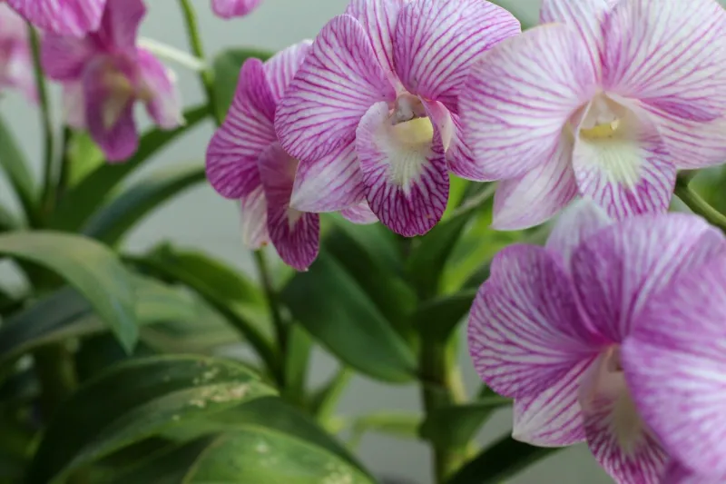 elegant pink orchid flowers with vivid hues, perfect for floral-themed designs and illustrations