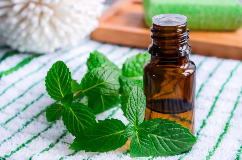 small bottle of essential mint oil