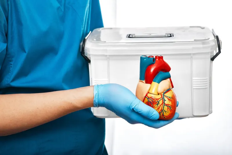 cardiac surgeon with organ transport and anatomical model of the human heart, on a white background concept of a heart transplant and organ donation