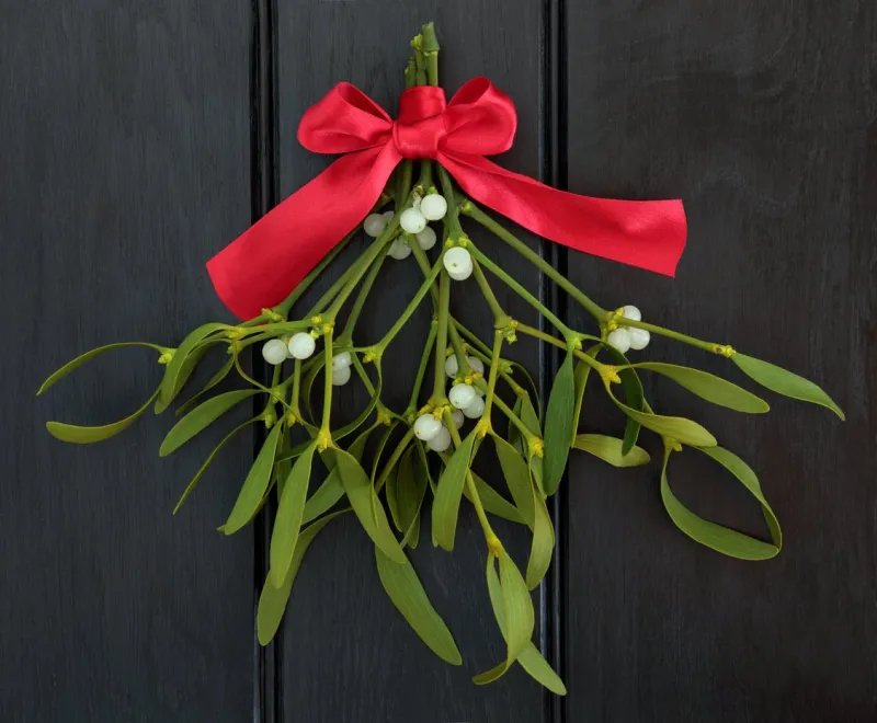 christmas mistletoe with red ribbon bow over dark wood background